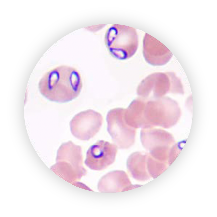 babesia canis